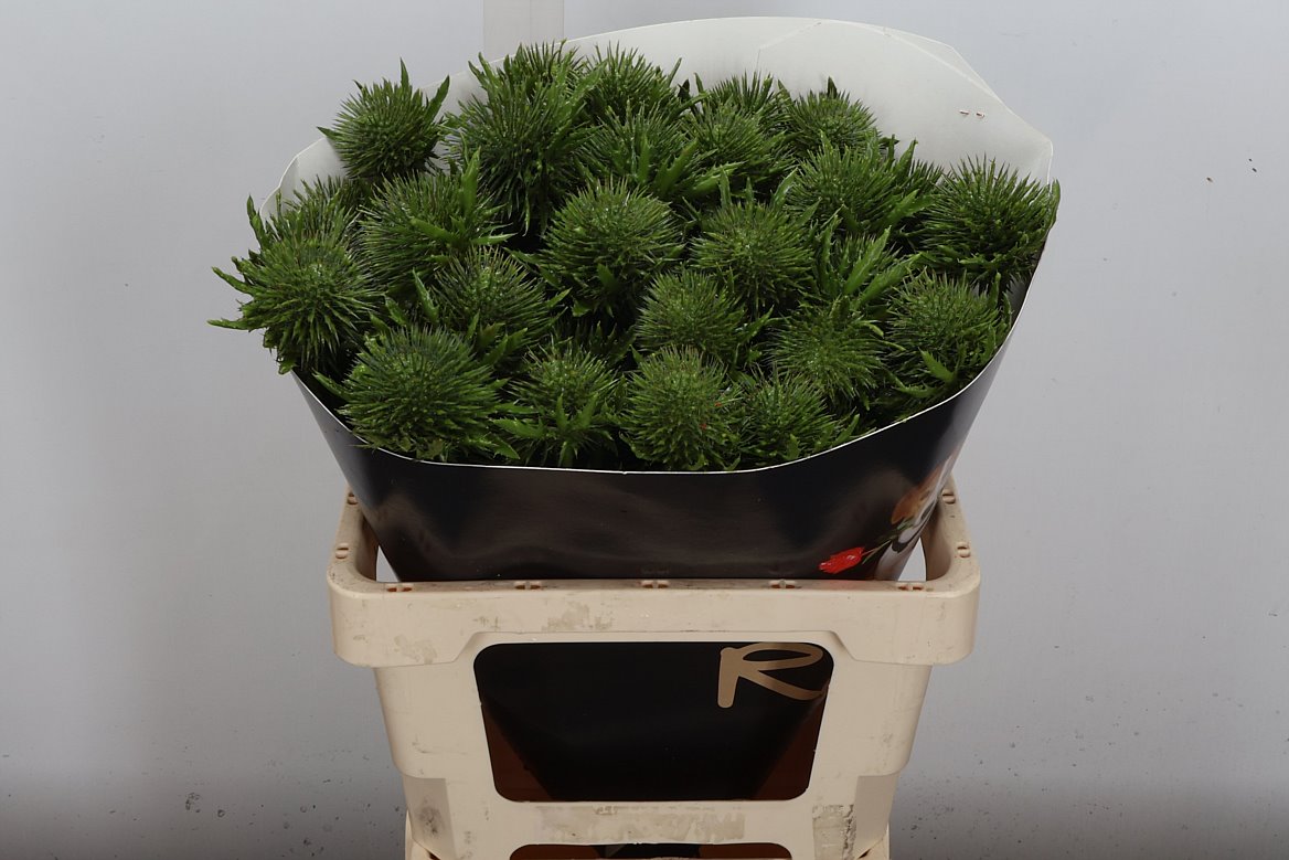 Eryngium Alpinum Klrbeh 60cm