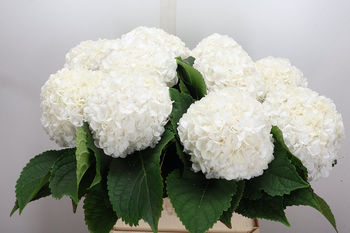 Hydrangea Cannonball 80cm 18-20cm Hd