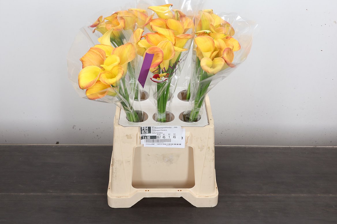 Zantedeschia Cumbia 45cm