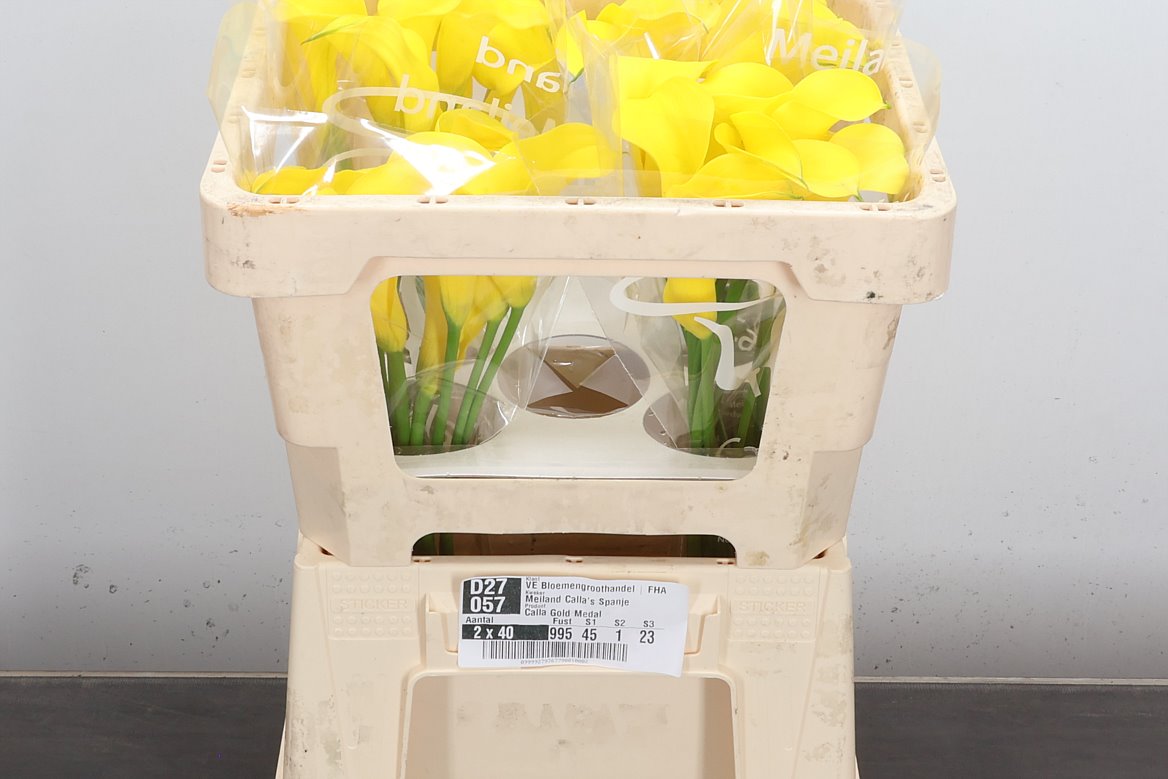 Zantedeschia Gold Medal 45cm