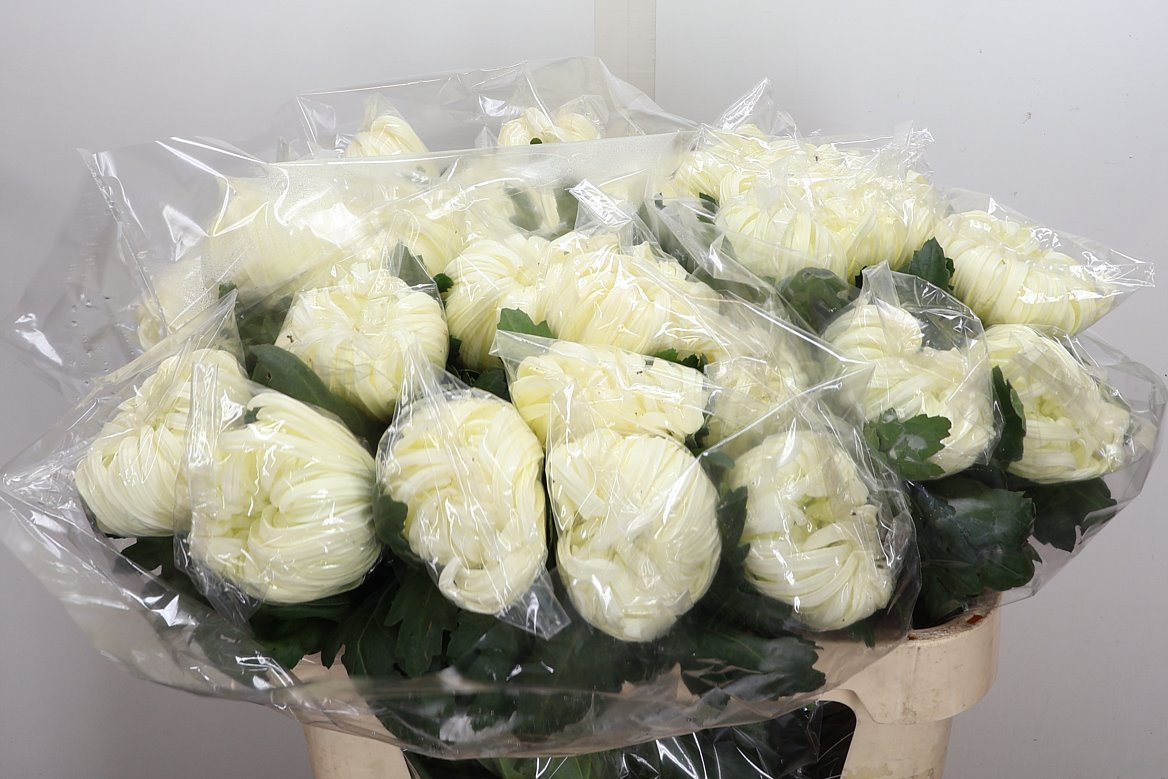 Chrysanth Single Vienna White 80cm 105gr.