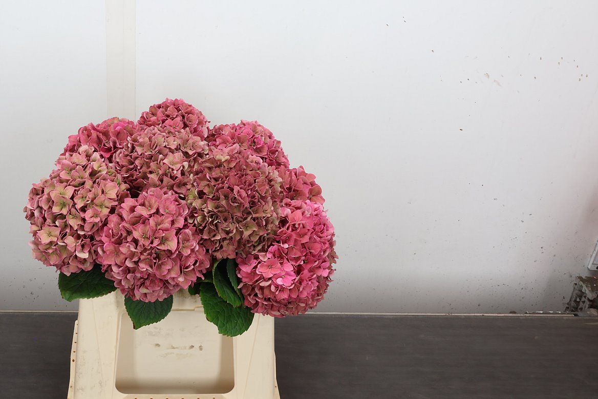 Hydrangea Rodeo Red Classic 40cm 13-15cm Hd