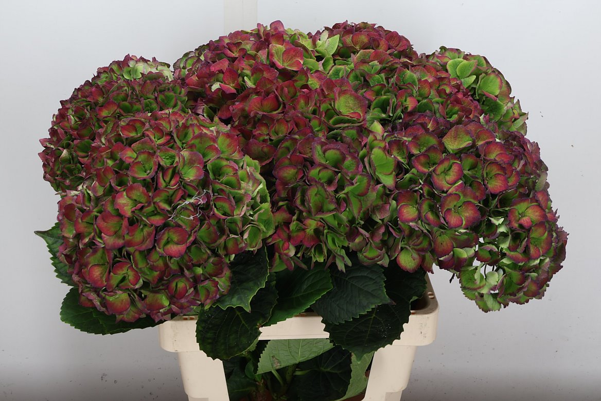 Hydrangea Opal Classic 65cm 18-20cm Hd
