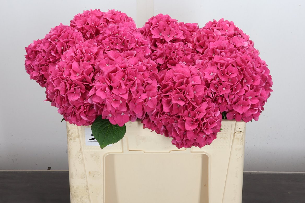 Hydrangea Rodeo Red 50cm 13-15cm Hd