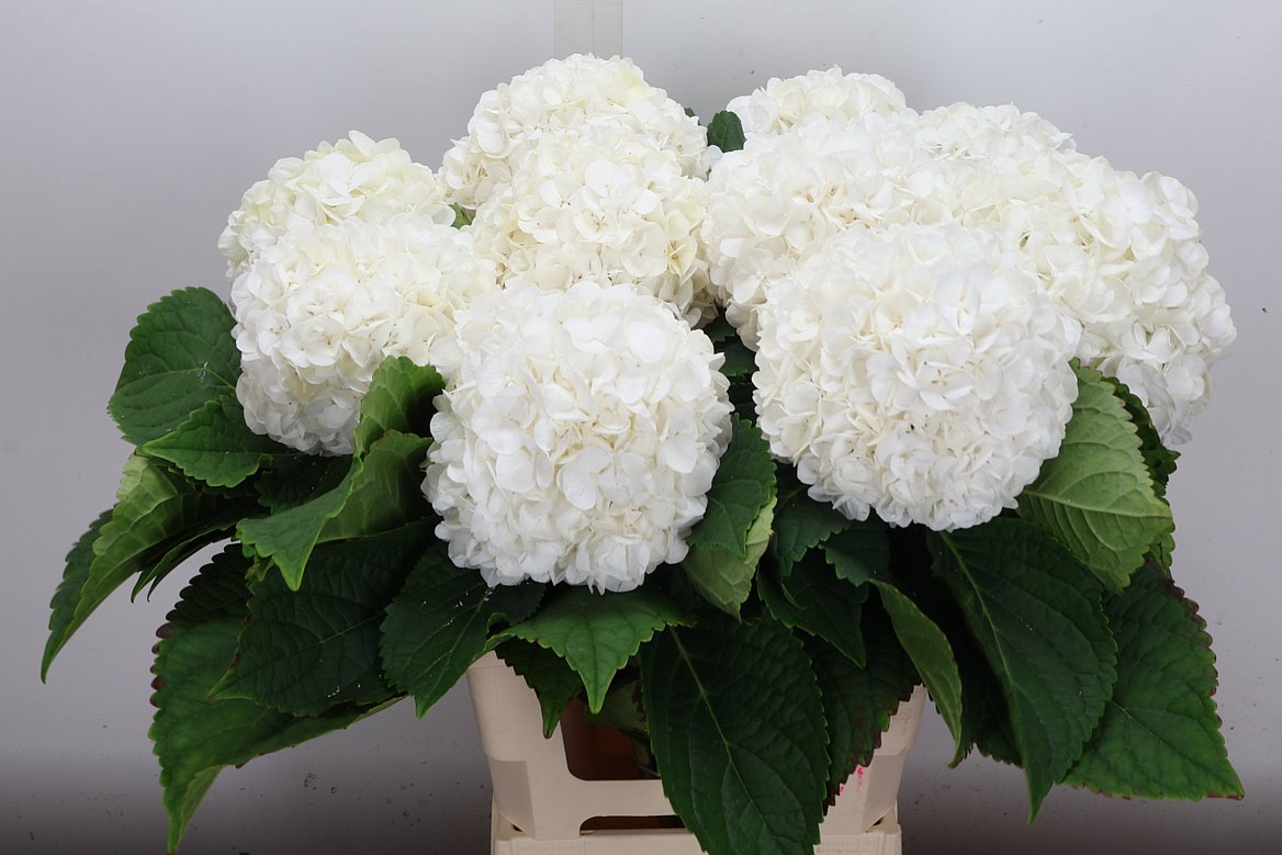 Hydrangea Cannonball 60cm 15-17cm Hd