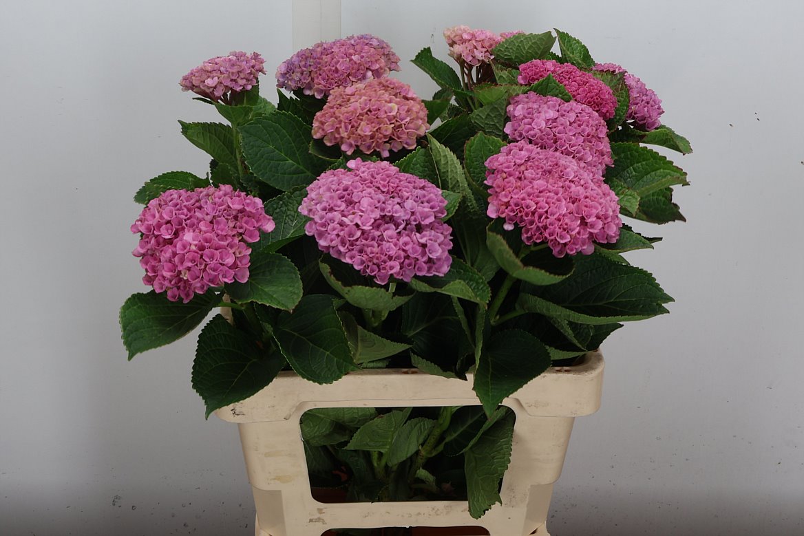 Hydrangea Revolution Blue 60cm 10-12cm Hd