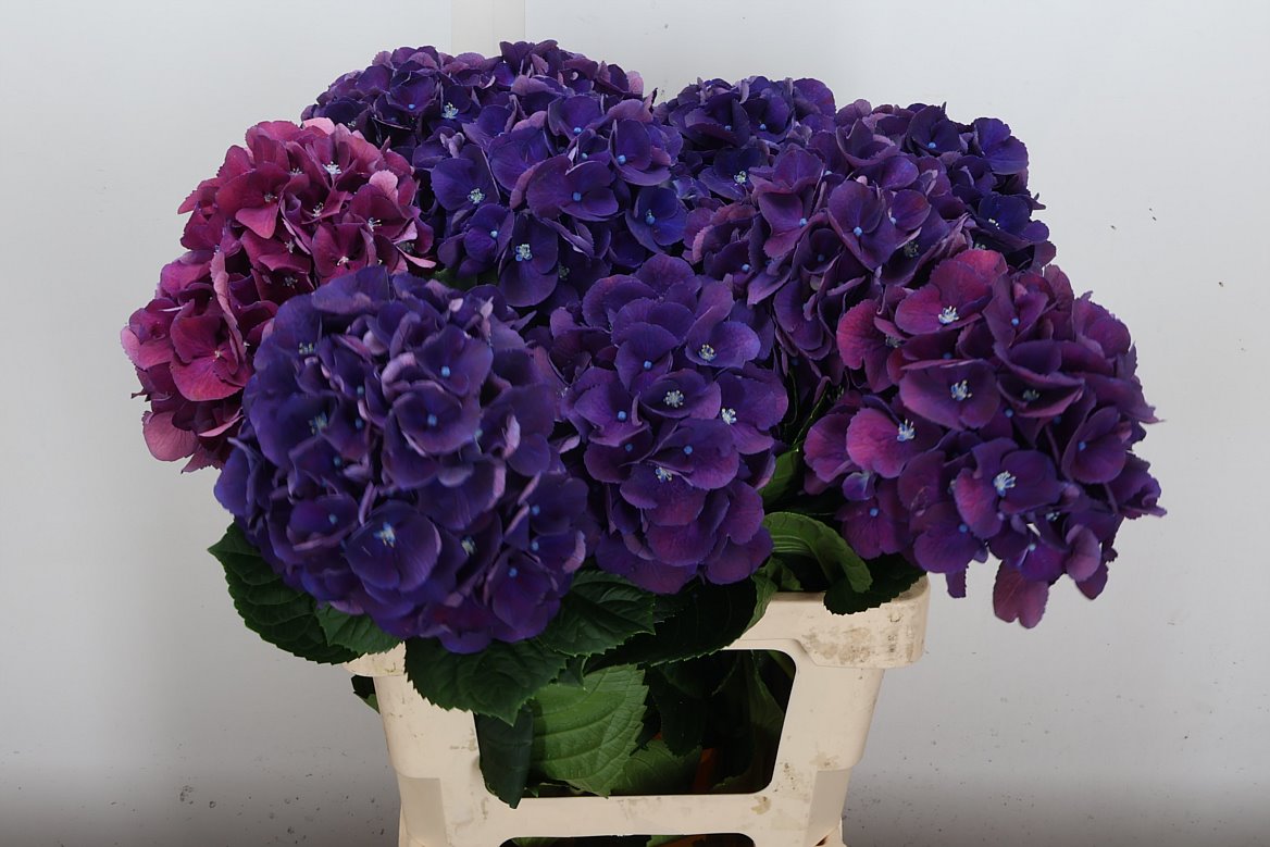 Hydrangea Royal King 60cm 15-17cm Hd