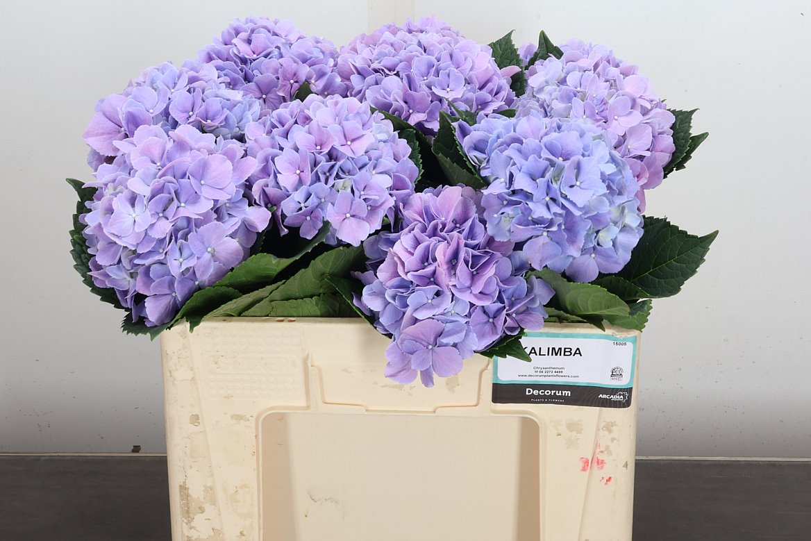 Hydrangea Royal Benefit 50cm 14-16cm Hd