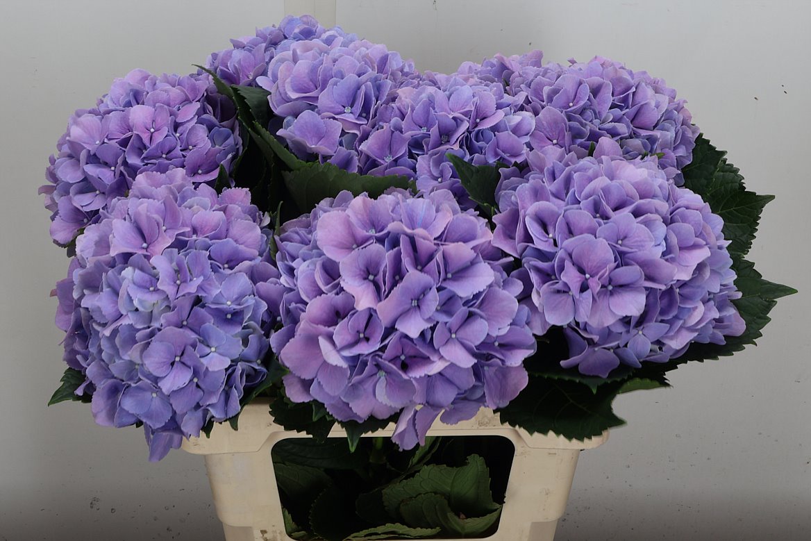 Hydrangea Royal Benefit 60cm 17-19cm Hd