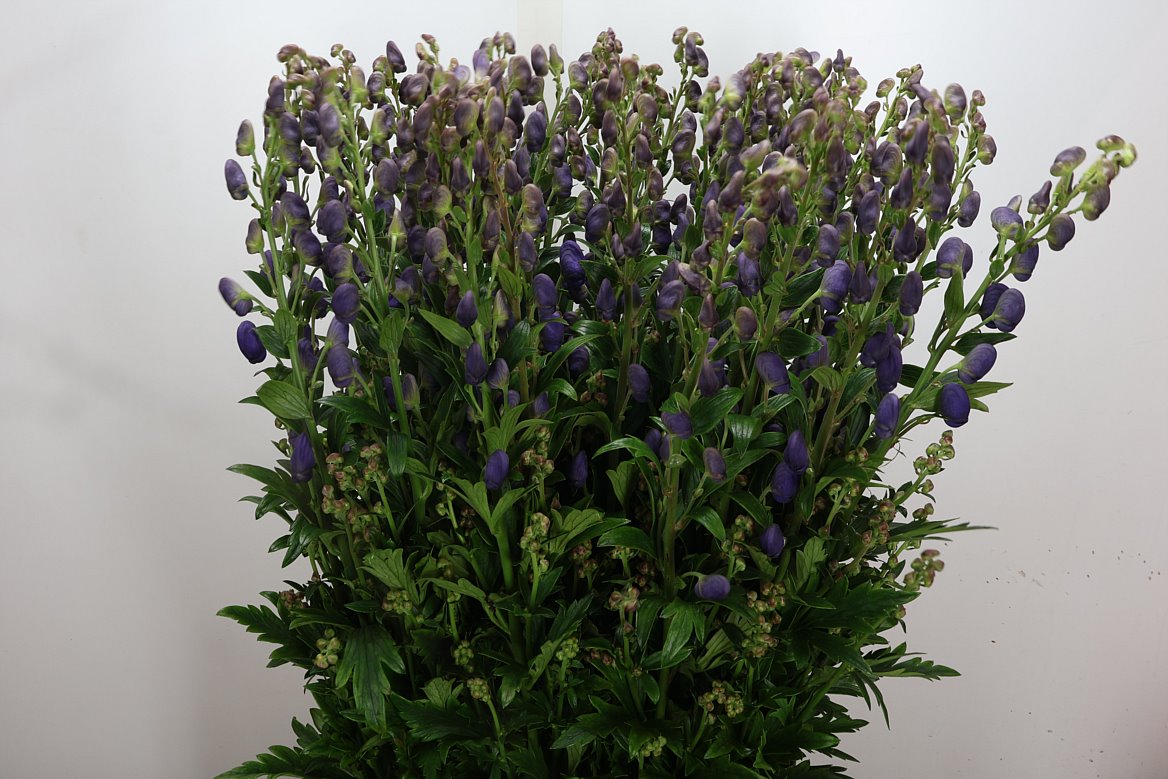 Aconitum Carmichaelii Arendsii 100cm