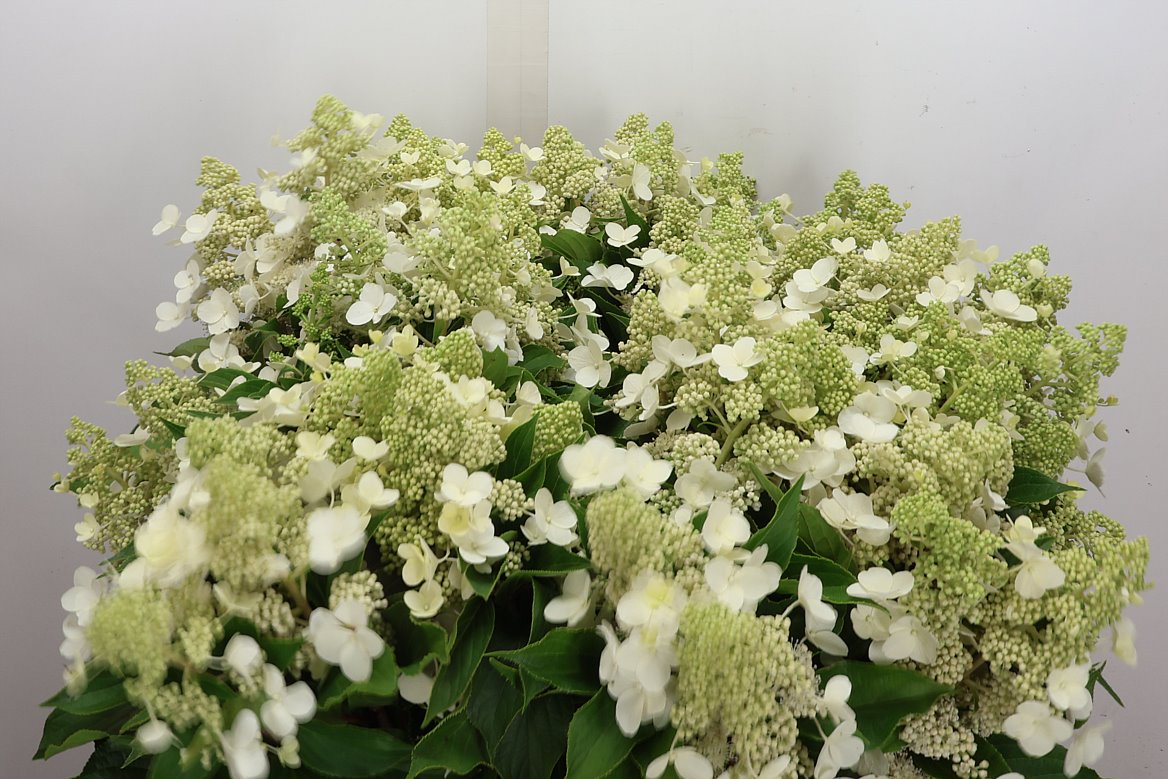 Hydrangea Kyushu 70cm 6-8cm Hd