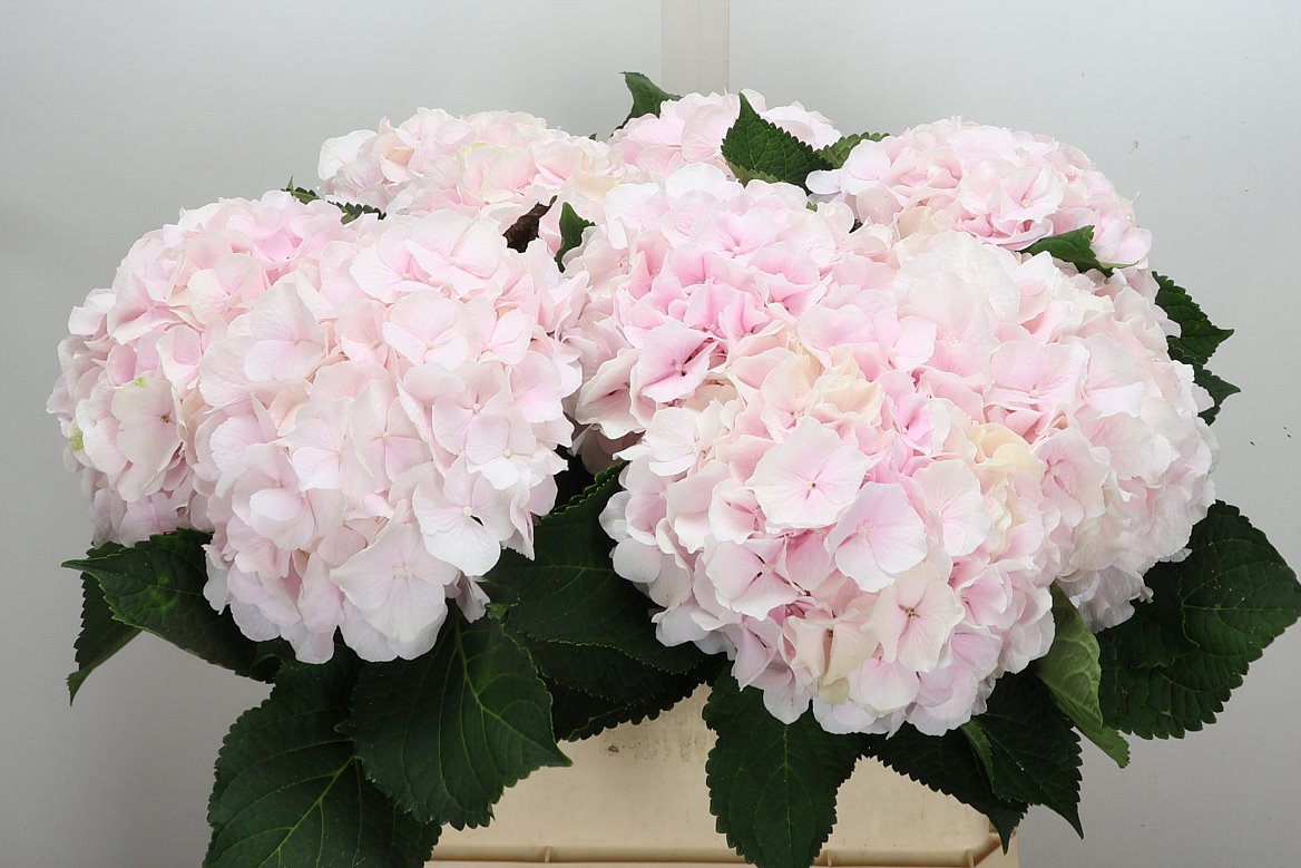 Hydrangea Sweet Verena 80cm 17-19cm Hd