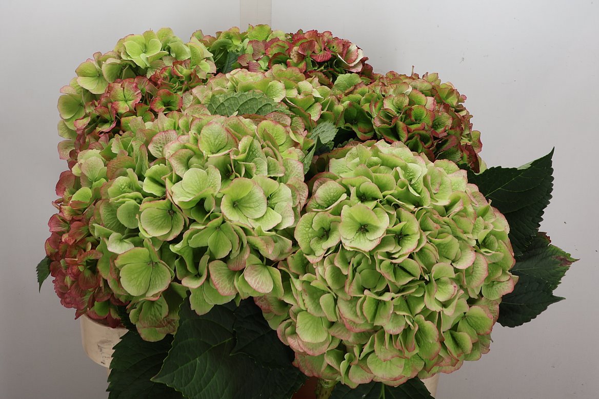Hydrangea Verena Classic 80cm 20-22cm Hd
