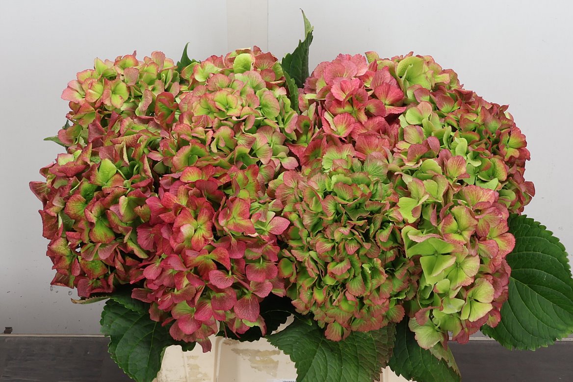 Hydrangea Verena Classic 40cm 14-16cm Hd
