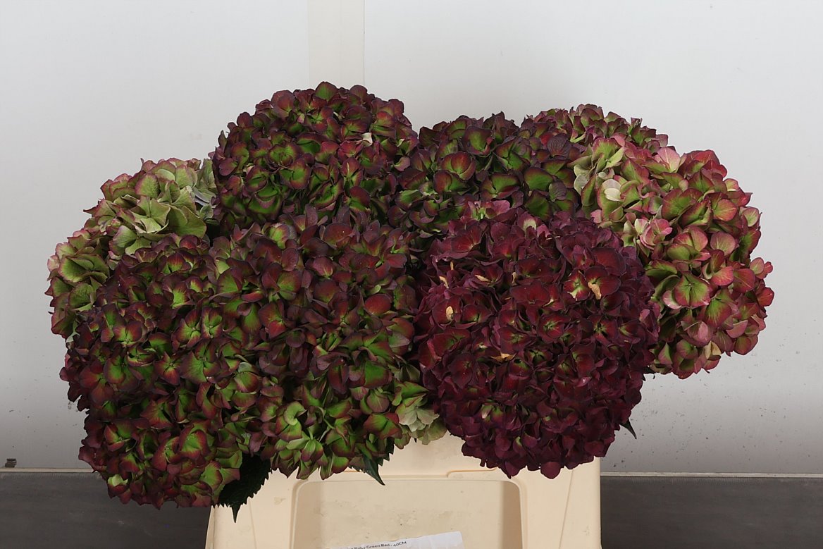 Hydrangea Sweet Ruby Classic 40cm 14-16cm Hd