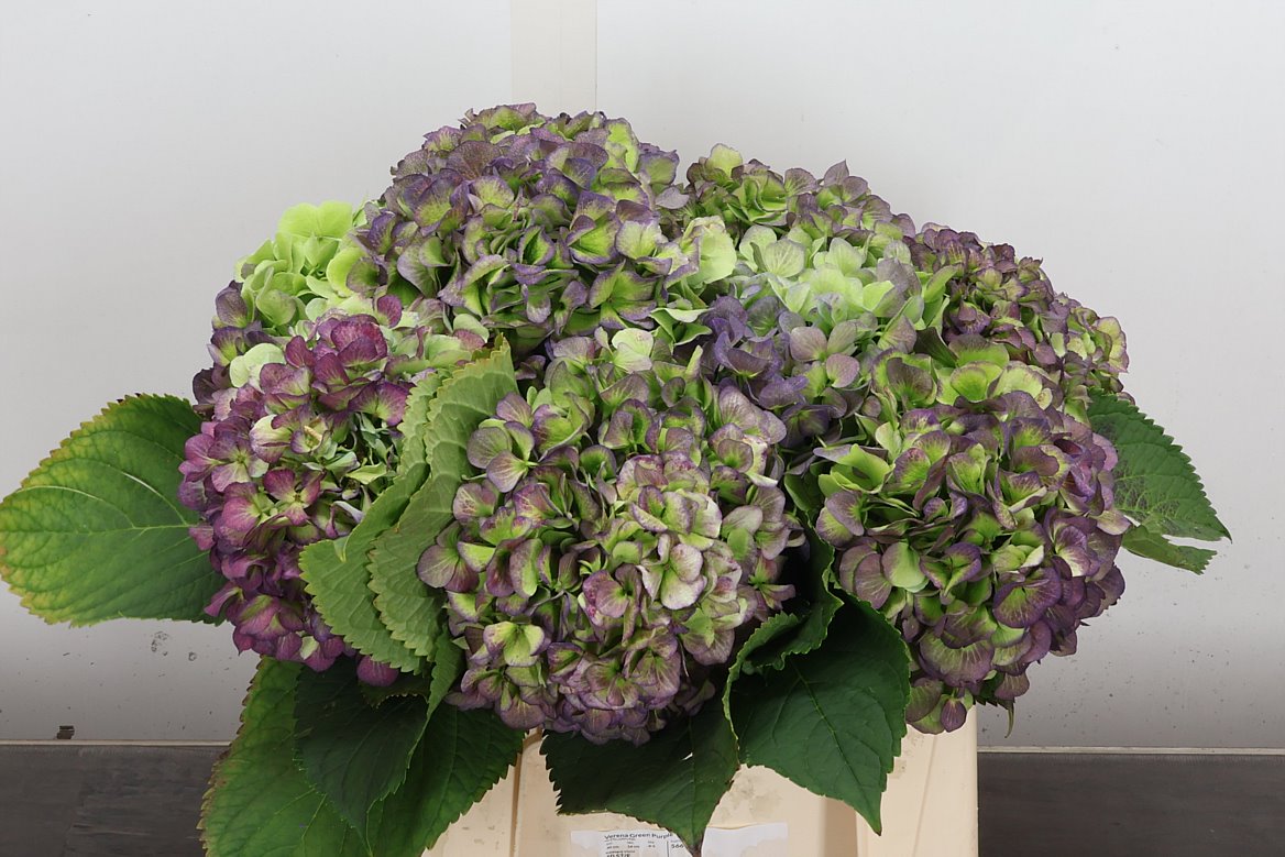 Hydrangea Verena Blue Classic 40cm 14-16cm Hd