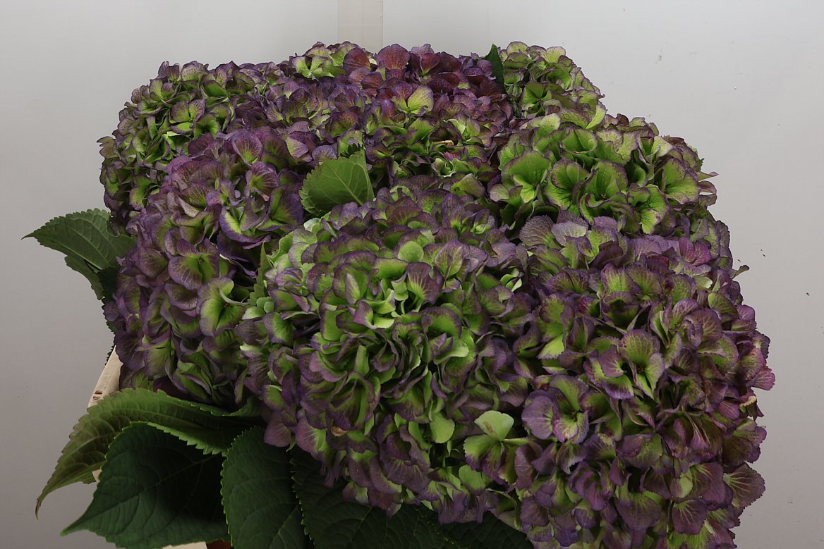 Hydrangea Verena Blue Classic 80cm 20-22cm Hd