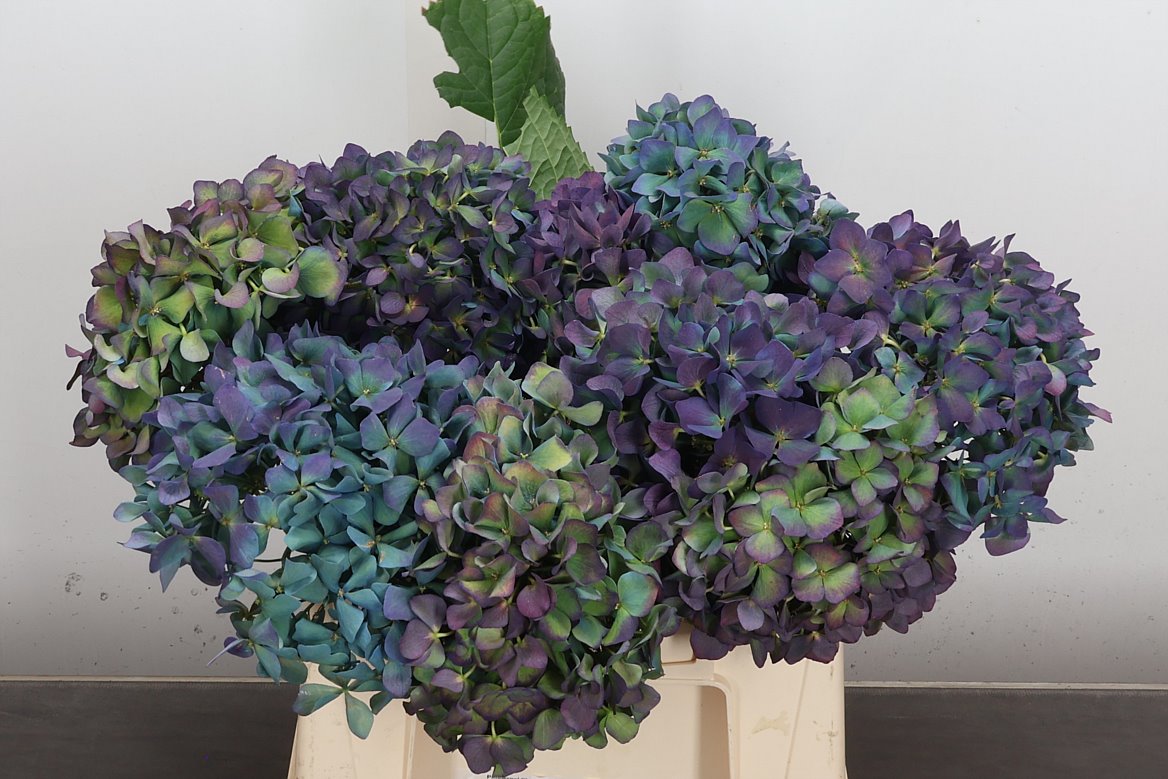 Hydrangea Pimpernel Classic 40cm 14-16cm Hd