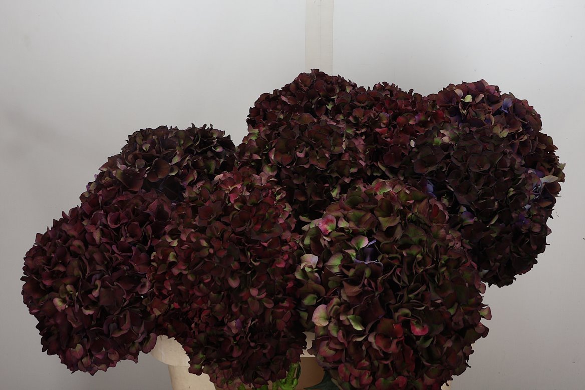 Hydrangea Rubyred 80cm 20-22cm Hd