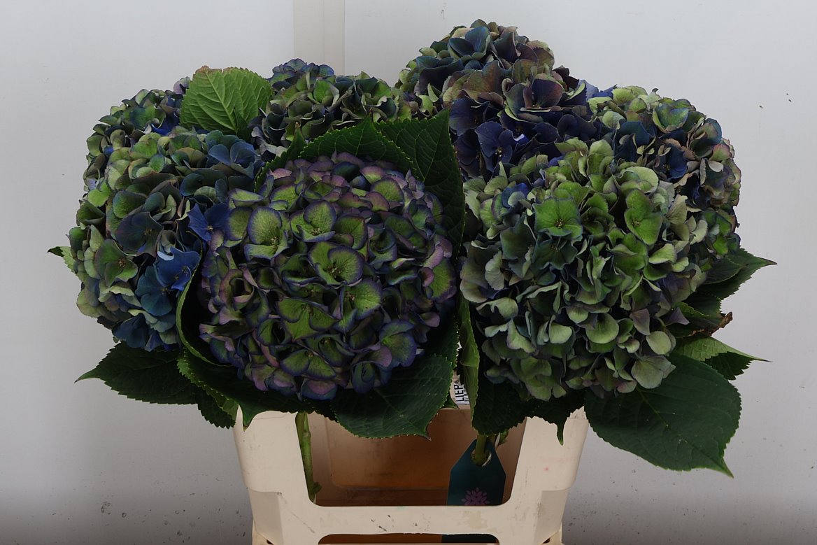 Hydrangea Royal King Classic 60cm 18-20cm Hd