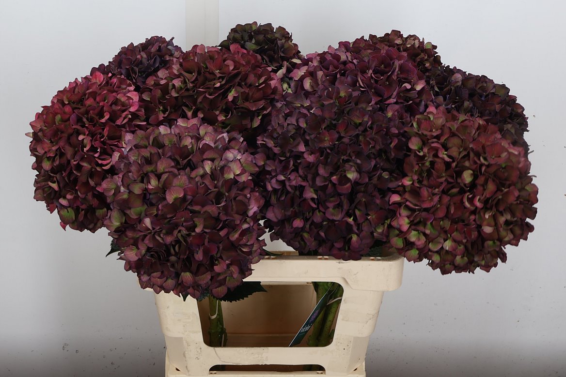Hydrangea Rubyred 60cm 18-20cm Hd