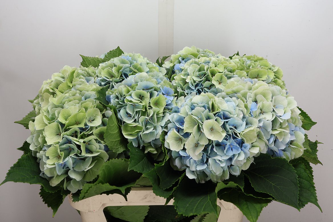 Hydrangea Verena Blue Classic 80cm 18-20cm Hd