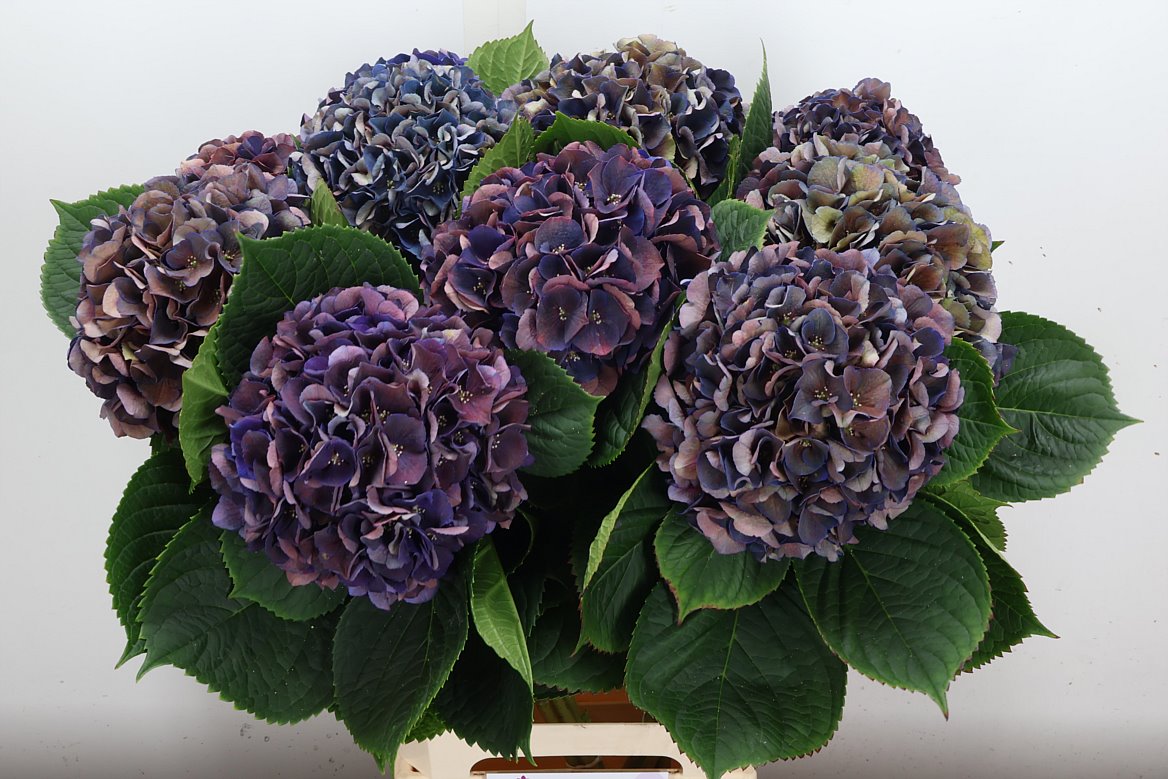 Hydrangea Royal King Classic 65cm 16-18cm Hd
