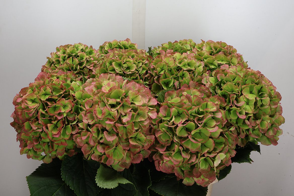 Hydrangea Verena Classic 80cm 22-24cm Hd
