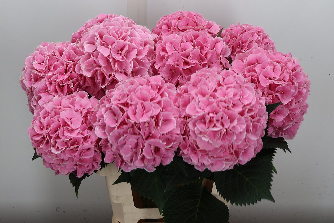 Hydrangea My Beautiful Rosada 60cm 18-20cm Hd