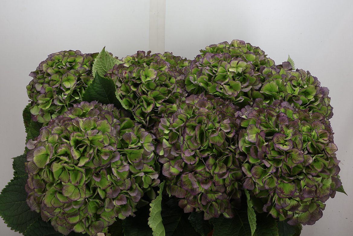 Hydrangea Verena Blue Classic 80cm 22-24cm Hd