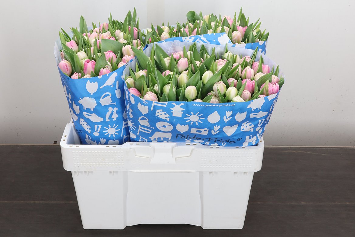 Tulip Double Voque 35cm 35gr.