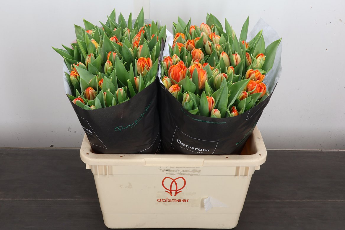Tulip Double Queensday 40cm 45gr.