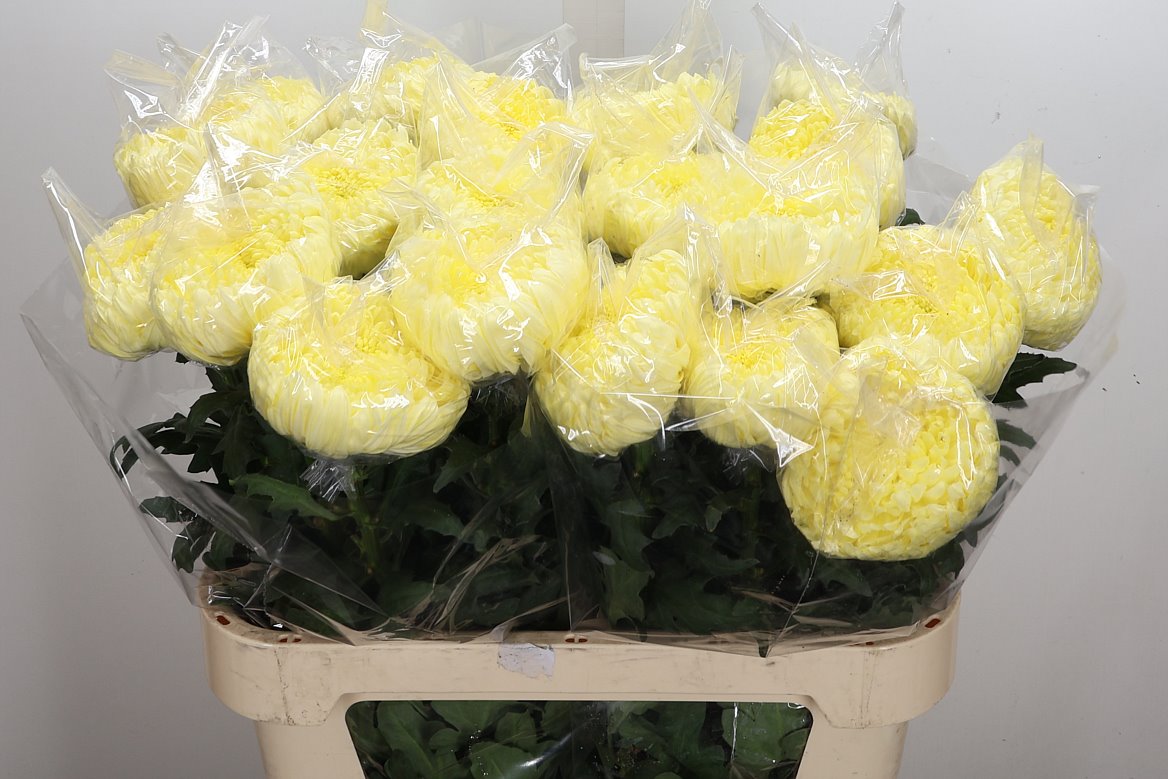 Chrysanth Single Fred Shoesmith 80cm 150gr.