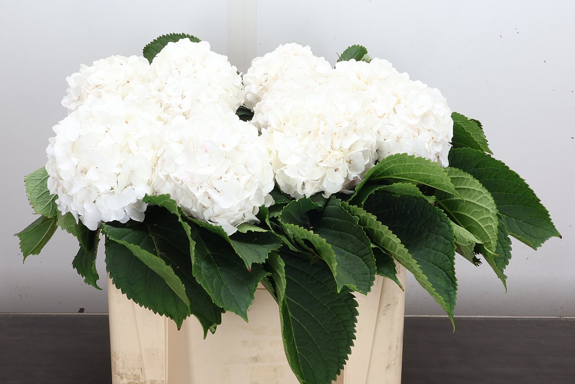 Hydrangea White Verena 50cm 13-15cm Hd