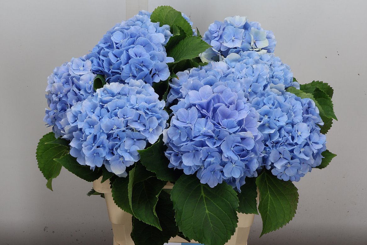 Hydrangea Verena Blue 60cm 12-14cm Hd