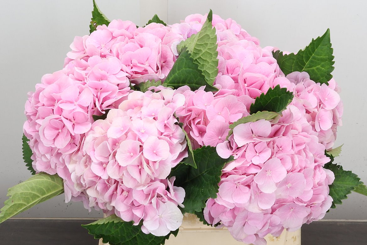 Hydrangea Verena 40cm 15-17cm Hd