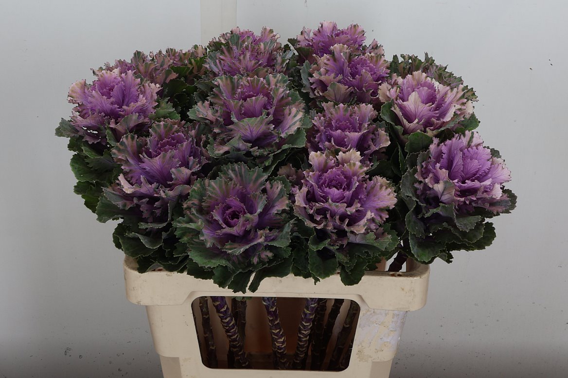 Brassica Empire Ksenia 60cm