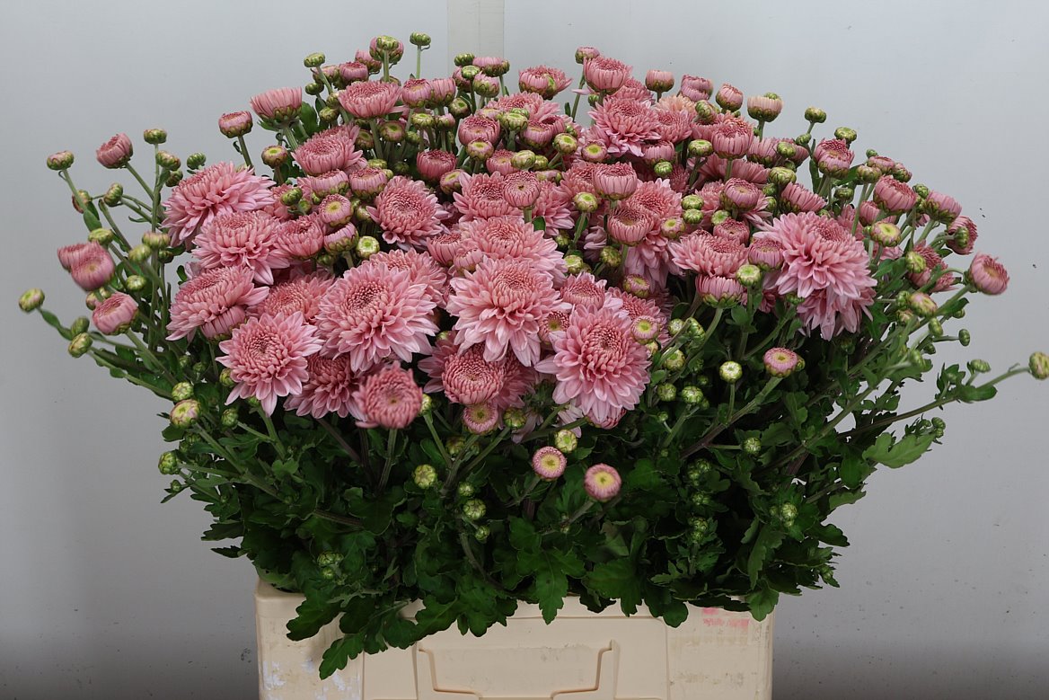 Chrysanth Spray Gompie Pink 65cm 100gr.