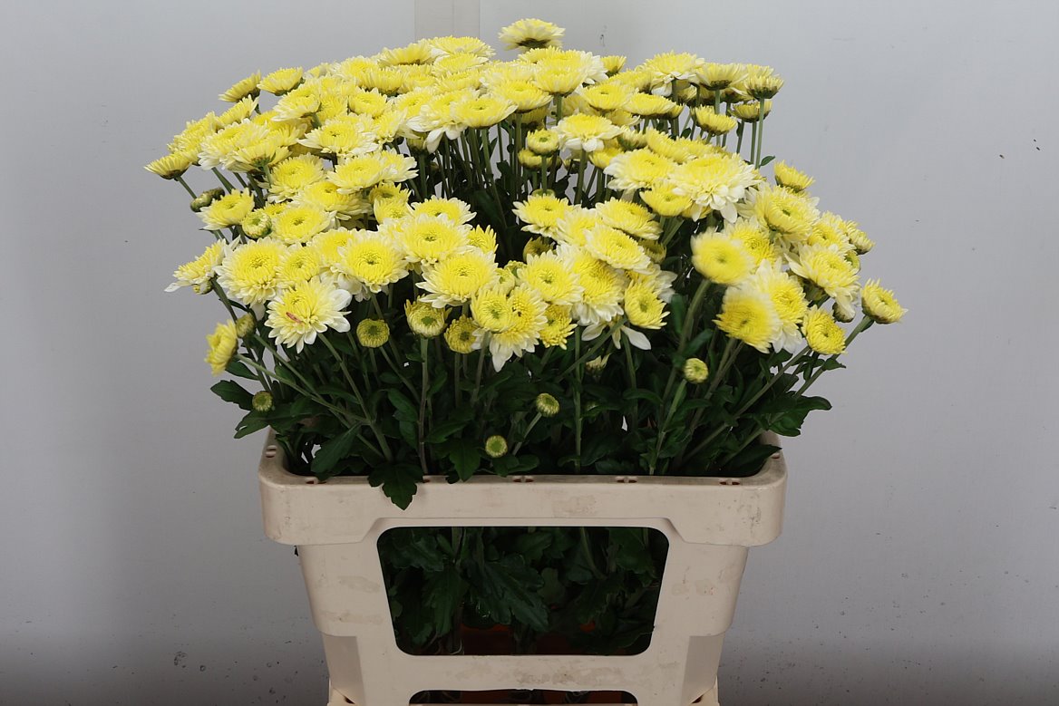 Chrysanth Spray Blenda White 60cm 45gr.
