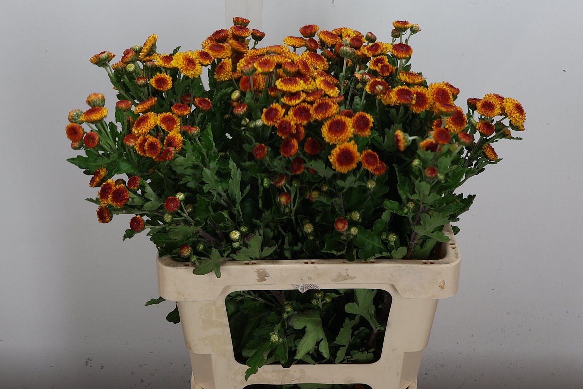 Chrysanth Spray Bright Eye 60cm 50gr.