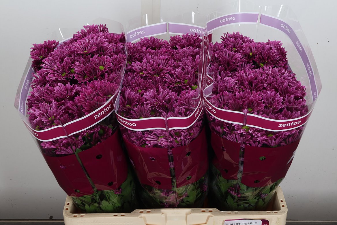 Chrysanth Santini Aaa Bluf Purple 55cm