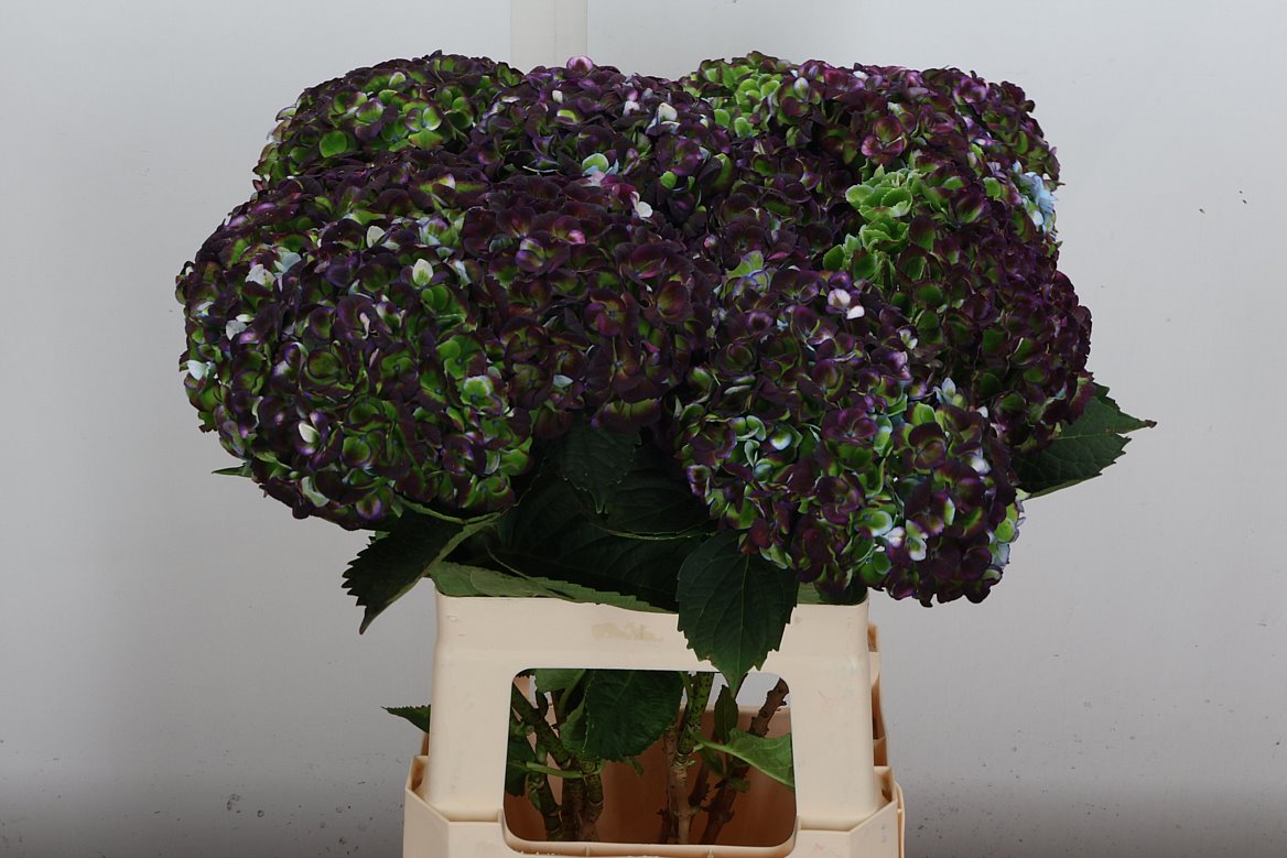 Hydrangea Revolution Classic 65cm 14-16cm Hd