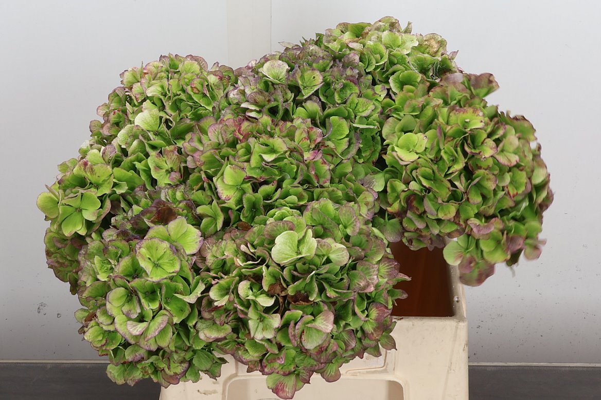 Hydrangea Verena Blue Classic 40cm 16-18cm Hd