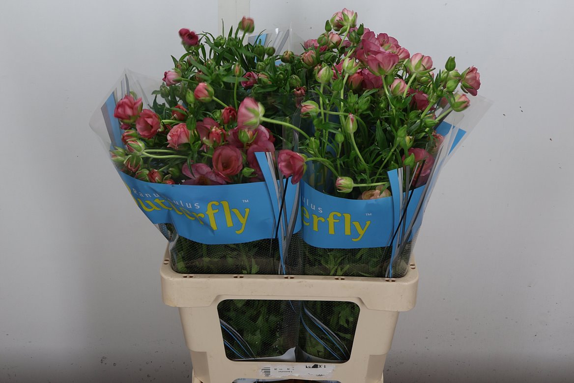 Ranunculus Butterfly Lycia 60cm 45gr.
