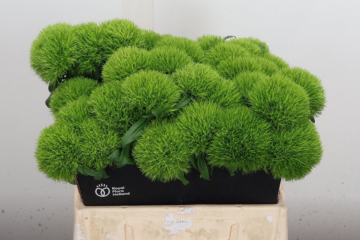 Dianthus Barb Kiwi Mellow 40cm