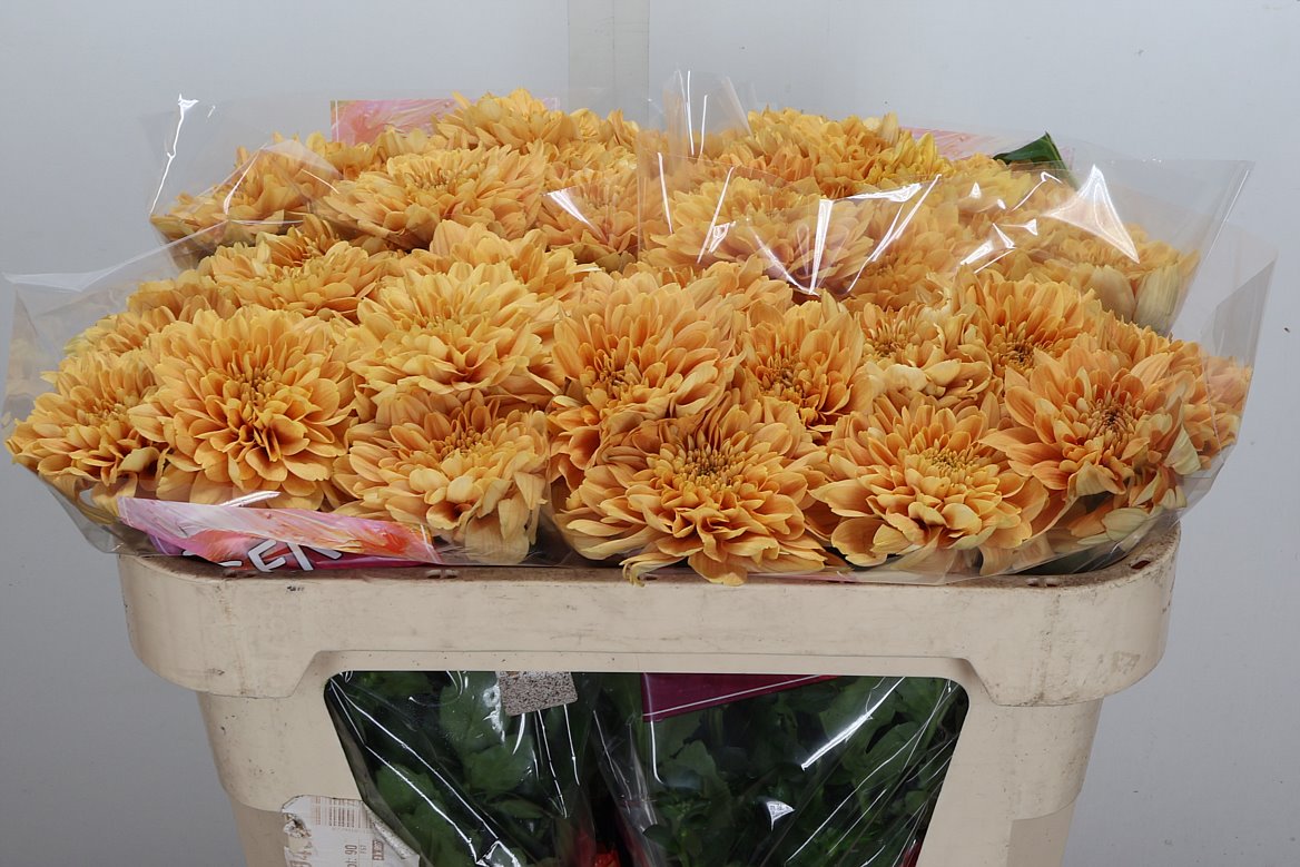 Chrysanth Single Kalimba Orange 65cm 75gr.