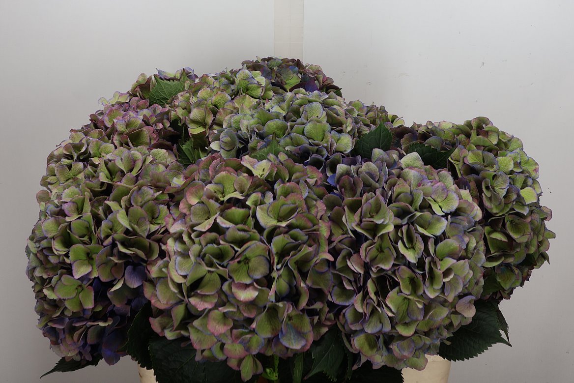 Hydrangea Royal Opera Classic 80cm 20-22cm Hd