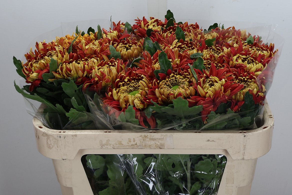 Chrysanth Single Hanenburg 70cm 80gr.