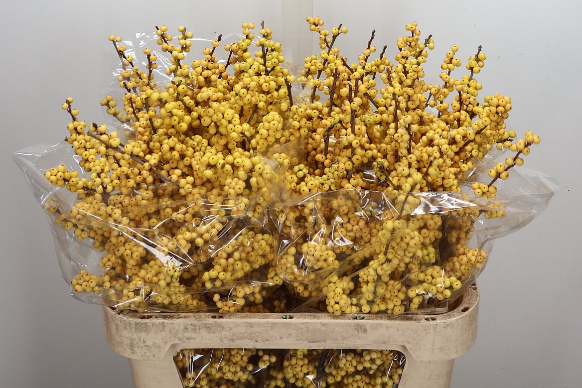Ilex Verticillata Magical Citronella 80cm