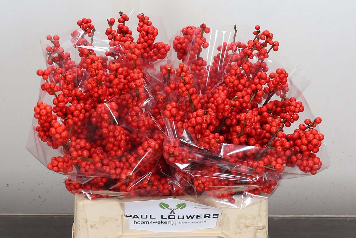 Ilex Verticillata 40cm